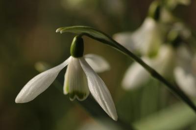 <i>Galanthus nivalis</i>