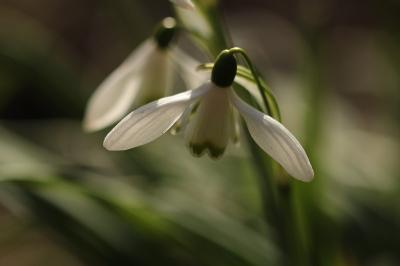 <i>Galanthus nivalis</i>