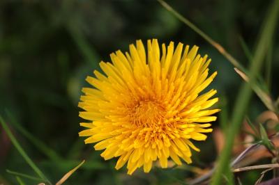 <i>Taraxacum officinale</i>