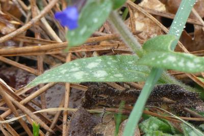 <i>Pulmonaria longifolia</i>