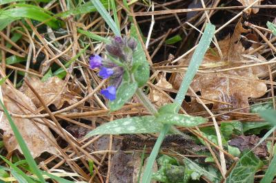 <i>Pulmonaria longifolia</i>