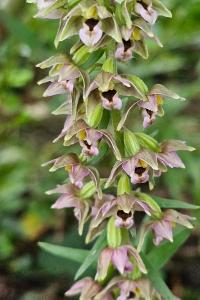 <i>Epipactis helleborine</i>