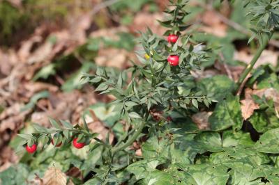 <i>Ruscus aculeatus</i>