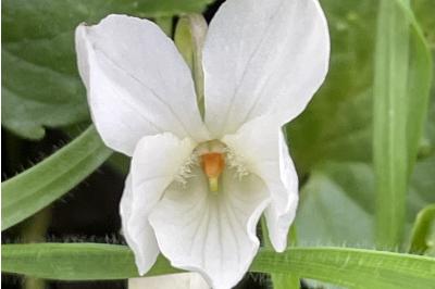 <i>Viola odorata</i>