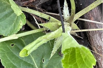 <i>Viola odorata</i>