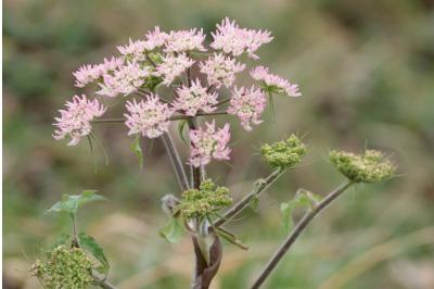 <i>Heracleum sphondylium</i>