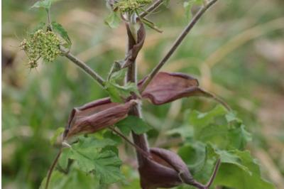 <i>Heracleum sphondylium</i>