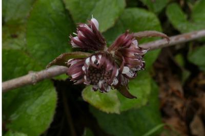 <i>Petasites pyrenaicus</i>