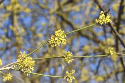 <i>Cornus mas</i>