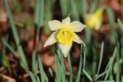 <i>Narcissus pseudonarcissus</i>