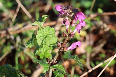<i>Lamium maculatum</i>