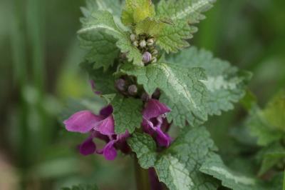 <i>Lamium maculatum</i>