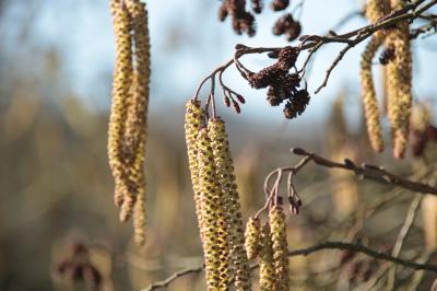 <i>Alnus glutinosa</i>