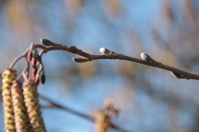 <i>Alnus glutinosa</i>