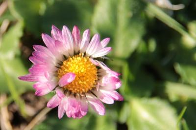 <i>Bellis perennis</i>