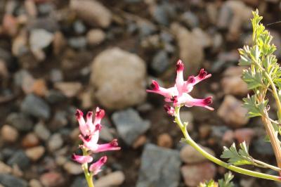<i>Fumaria officinalis</i>