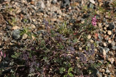 <i>Fumaria officinalis</i>