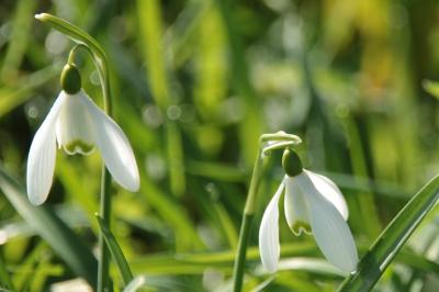 <i>Galanthus nivalis</i>