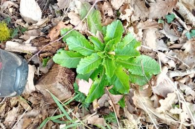 <i>Lactuca virosa</i>