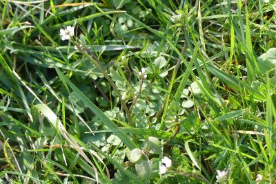 <i>Cardamine hirsuta</i>