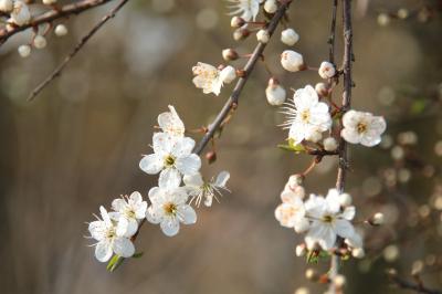 <i>Prunus spinosa</i>