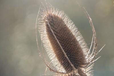 <i>Dipsacus fullonum</i>
