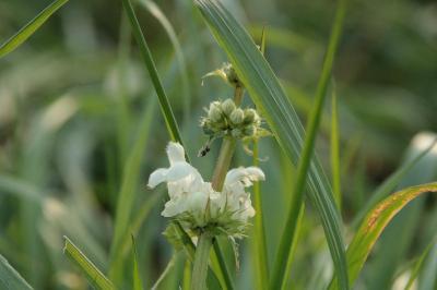 <i>Lamium album</i>