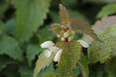 <i>Lamium album</i>