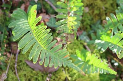 <i>Polypodium vulgare</i>