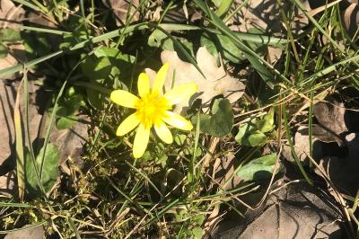 <i>Ficaria verna</i>