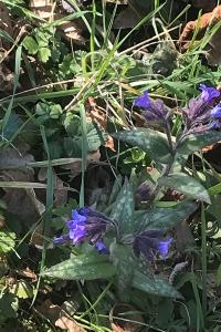 <i>Pulmonaria</i>