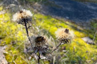 <i>Carlina vulgaris</i>