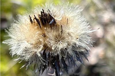 <i>Carlina vulgaris</i>