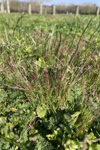 <i>Mibora minima</i>