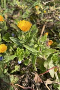 <i>Calendula arvensis</i>