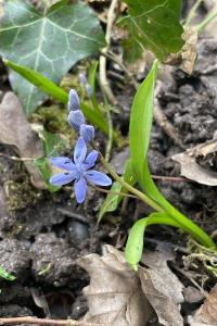 <i>Scilla bifolia</i>