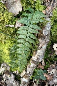 <i>Polystichum setiferum</i>