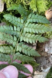 <i>Polystichum setiferum</i>