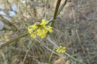 <i>Cornus mas</i>