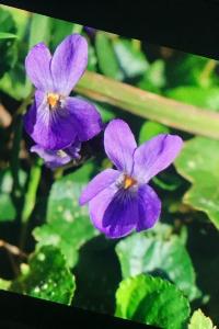 <i>Viola odorata</i>