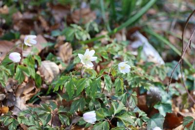 <i>Anemone nemorosa</i>