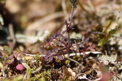 <i>Hornungia petraea</i>