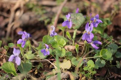 <i>Viola odorata</i>