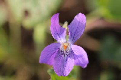 <i>Viola odorata</i>