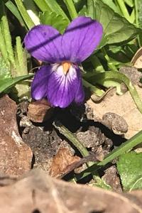 <i>Viola</i>