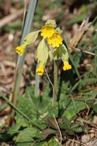 <i>Primula veris</i>