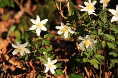 <i>Anemone nemorosa</i>