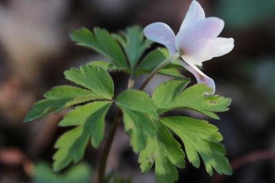 <i>Anemone nemorosa</i>