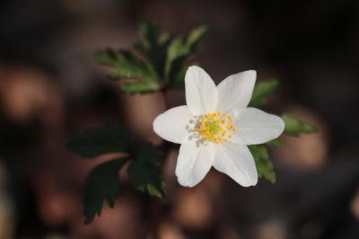 <i>Anemone nemorosa</i>