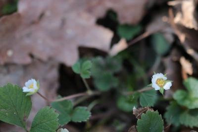 <i>Potentilla sterilis</i>